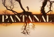 Resumo da novela Pantanal de quinta-feira, 15 de setembro