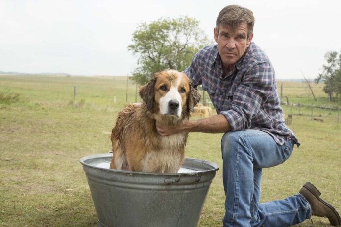 Quatro Vidas de um Cachorro