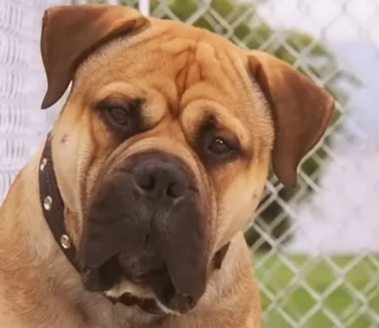 No Cinema em Casa deste sábado (23/08), Spot – Um Cão da Pesada promete diversão para toda a família no SBT