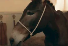 Resumo da novela Êta Mundo Melhor de hoje (31) – Policarpo corre risco de continuar preso