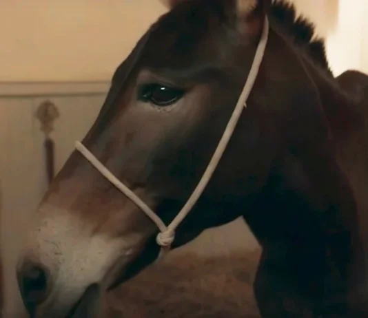 Resumo da novela Êta Mundo Melhor de hoje (31) – Policarpo corre risco de continuar preso