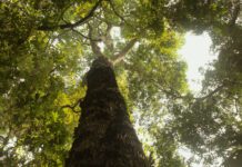 TV Brasil estreia nova temporada de Parques do Brasil com episódio especial sobre a Amazônia