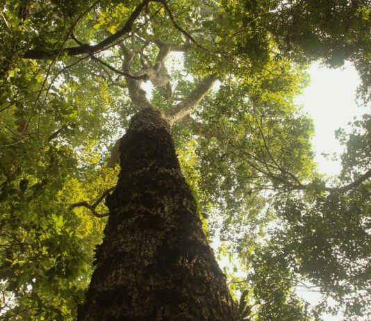 TV Brasil estreia nova temporada de Parques do Brasil com episódio especial sobre a Amazônia
