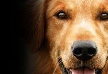 Saiba qual filme vai passar na Sessão da Tarde desta terça-feira, 13 de janeiro, na TV Globo