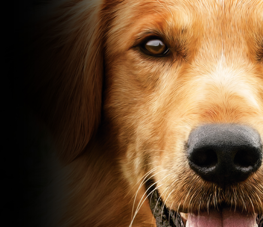 Saiba qual filme vai passar na Sessão da Tarde desta terça-feira, 13 de janeiro, na TV Globo