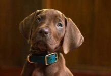 Scooby-Doo: Origens ganha primeira prévia oficial e revela como a Netflix vai reconstruir a origem da Mistério S.A.
