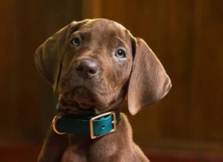 Scooby-Doo: Origens ganha primeira prévia oficial e revela como a Netflix vai reconstruir a origem da Mistério S.A.