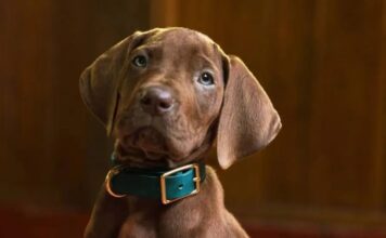 Scooby-Doo: Origens ganha primeira prévia oficial e revela como a Netflix vai reconstruir a origem da Mistério S.A.