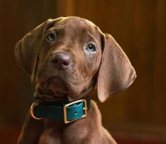 Scooby-Doo: Origens ganha primeira prévia oficial e revela como a Netflix vai reconstruir a origem da Mistério S.A.